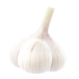 Knoblauchknolle